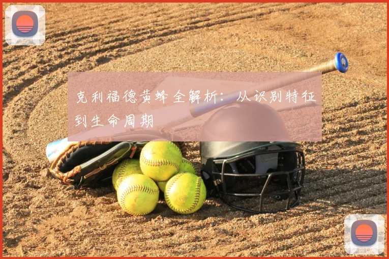 克利福德黄蜂全解析：从识别特征到生命周期
