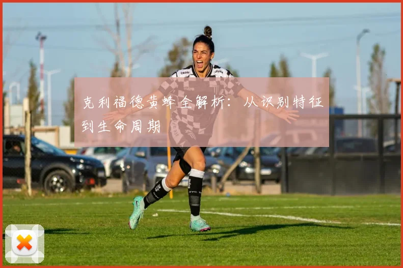 克利福德黄蜂全解析：从识别特征到生命周期